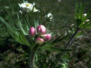 12 Anemone narcissino (Anemone narcissiflora) in bocciolo...